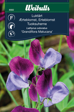 Erteblomst 'Grandiflora'